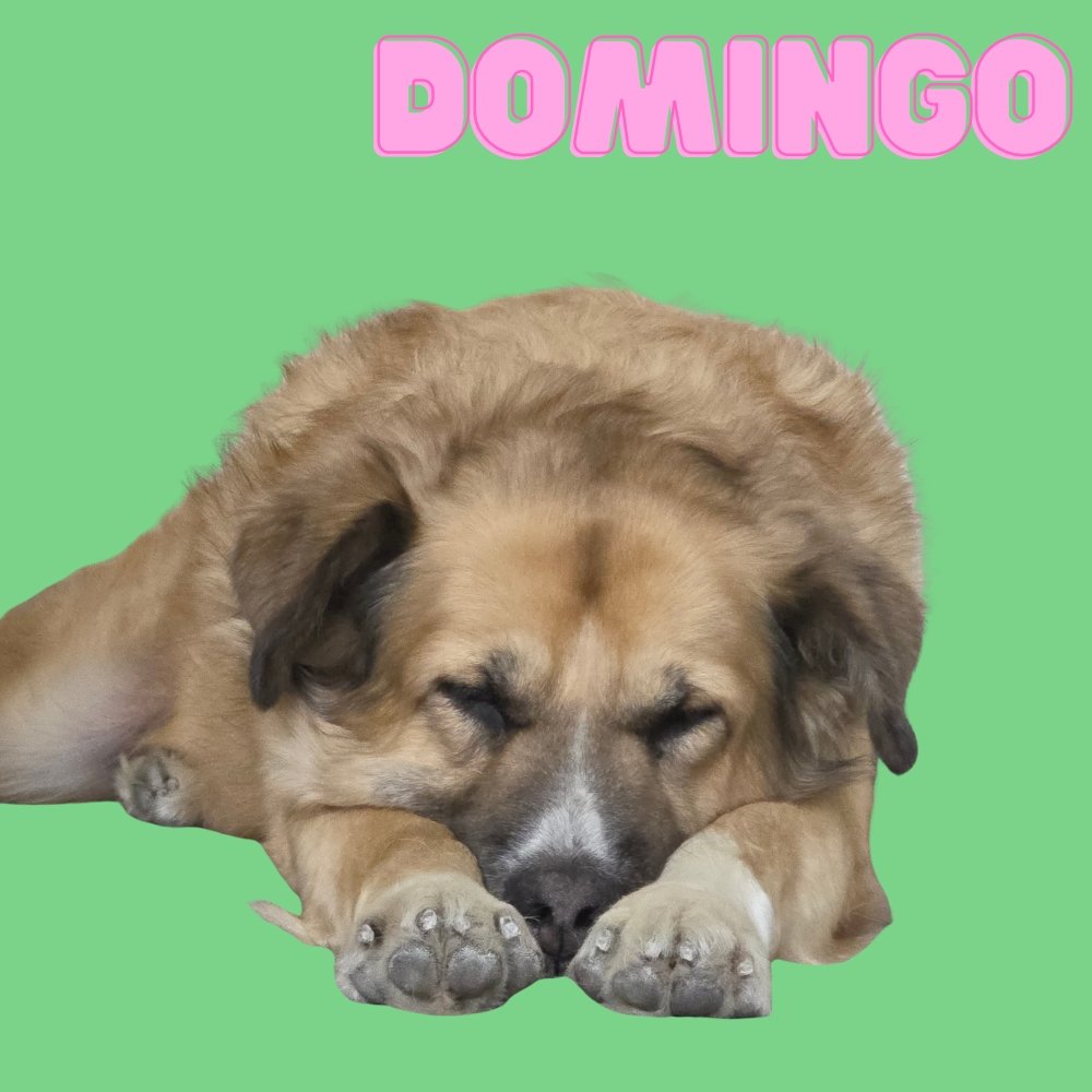 Domingo