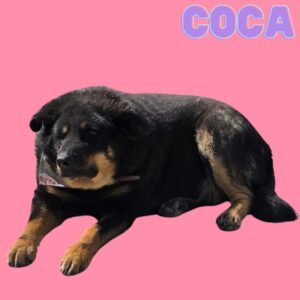 Coca (Botero's version)